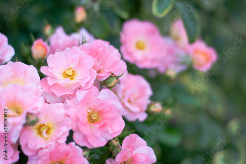 close up pretty pink orange roses in spring season