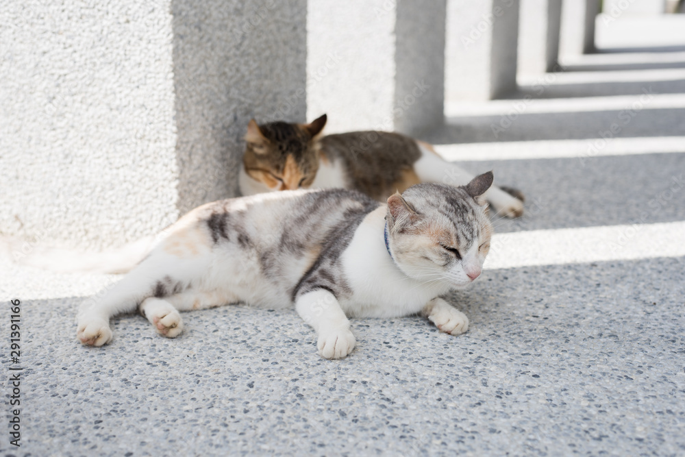 Fototapeta premium cat sleeping with her daughter