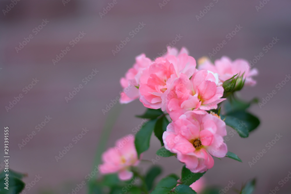 close up pretty pink orange roses in spring season close up pretty pink orange roses in spring season