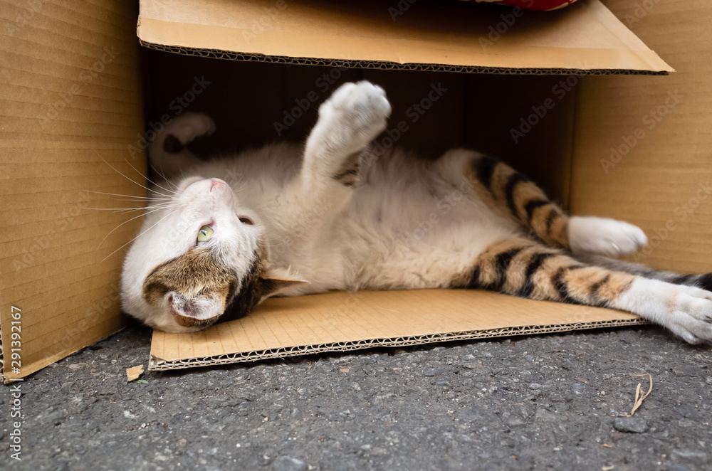 Fat sales stray cat