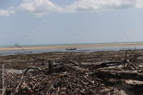 Branches in a mangrove and a boat