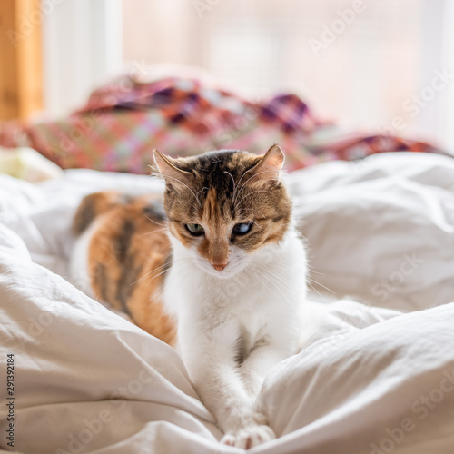 tortoiseshell cat lying on the bed