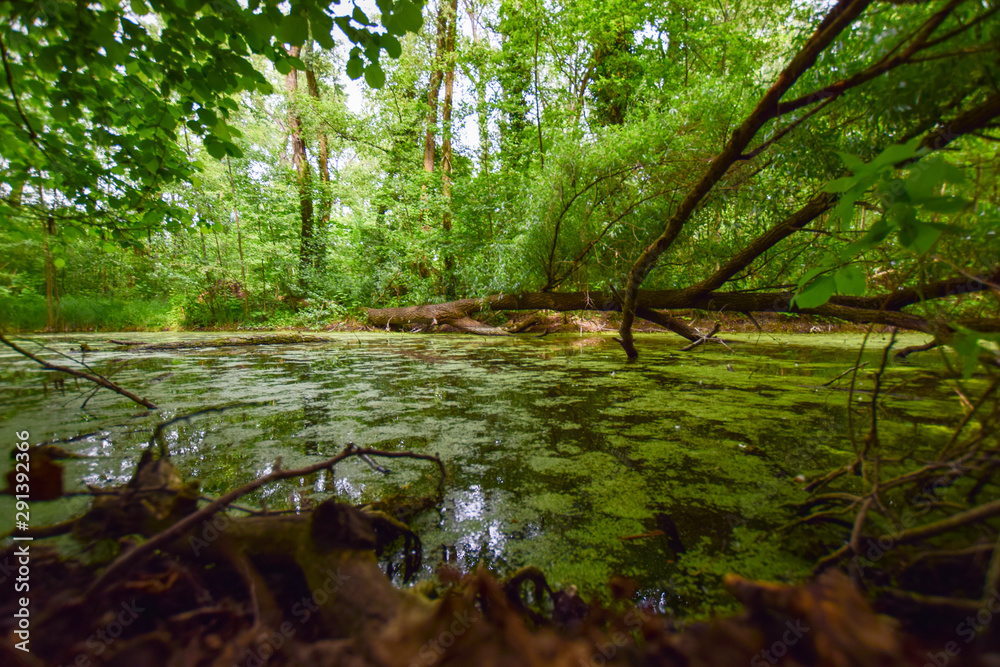 Fototapeta premium scenery with water