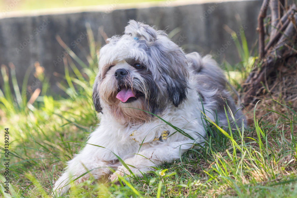 beautiful spring portrait of adorable gray and white shih tzu in the blossoming park