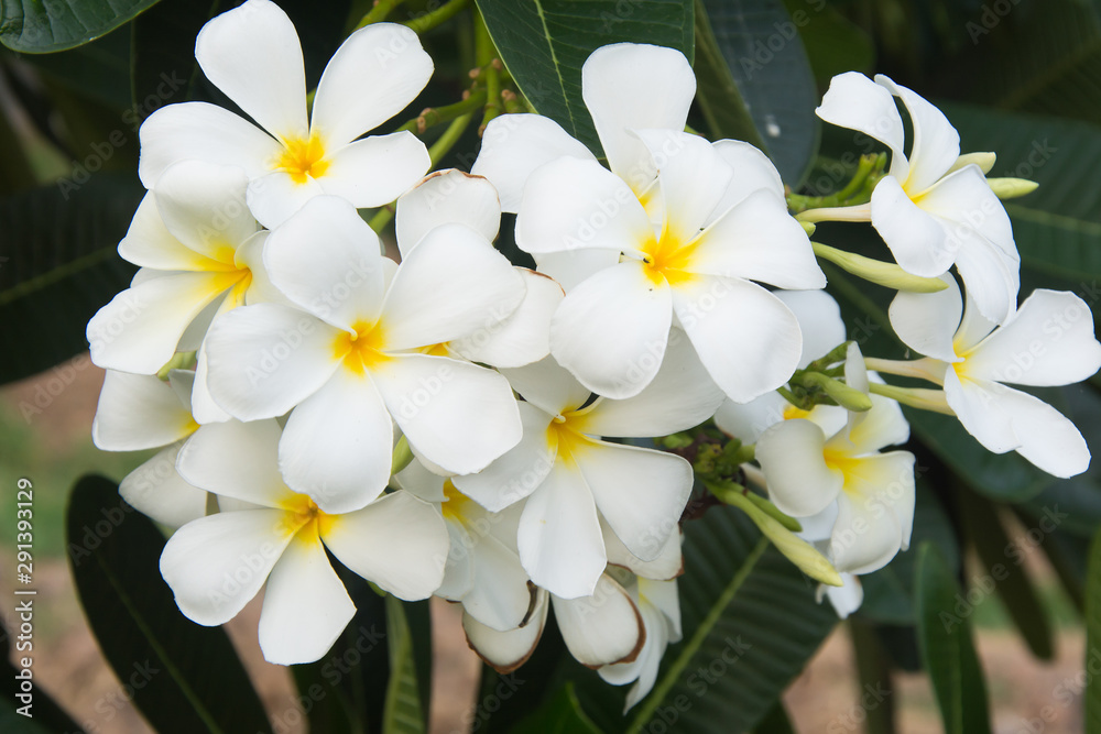 Obraz premium Plumeria