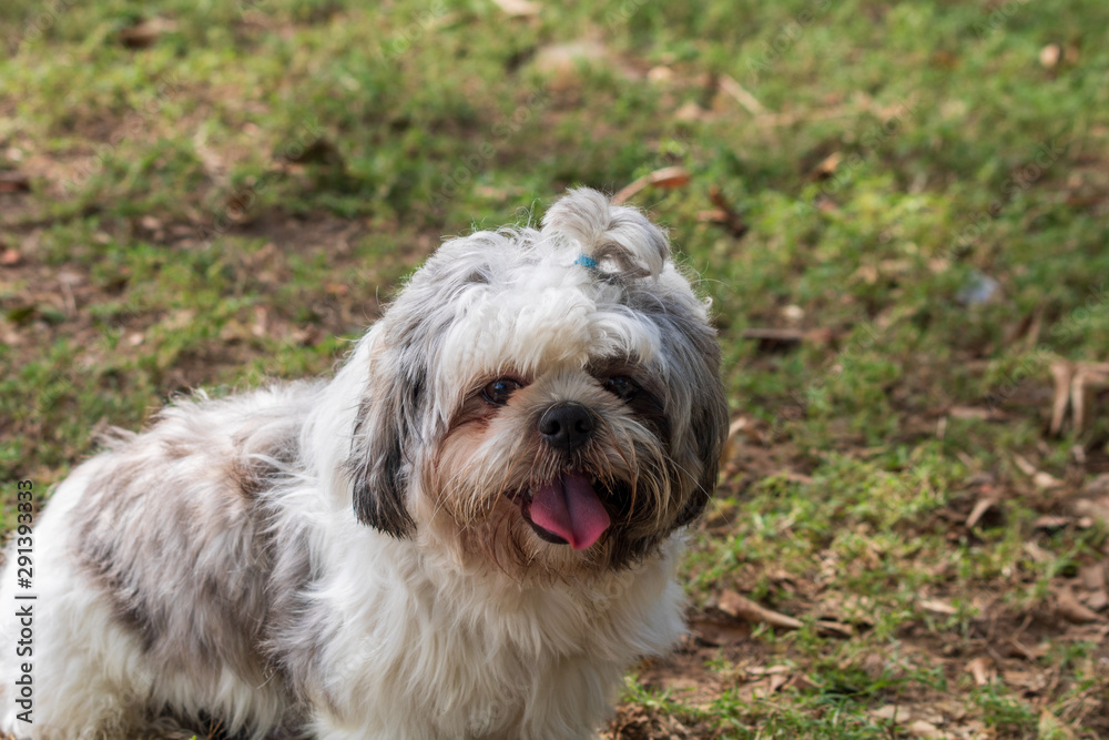 beautiful spring portrait of adorable gray and white shih tzu in the blossoming park beautiful spring portrait of adorable gray and white shih tzu in the blossoming park