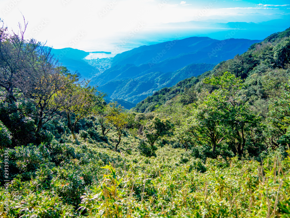 Naklejka premium 【静岡県伊豆半島】夏の高原風景【伊豆山稜線歩道・だるま山周辺】