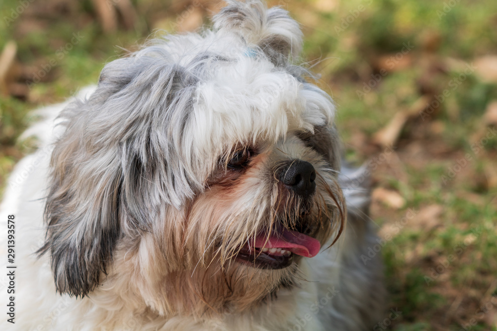 beautiful spring portrait of adorable gray and white shih tzu in the blossoming park beautiful spring portrait of adorable gray and white shih tzu in the blossoming park