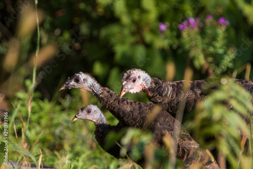 wild turkey family