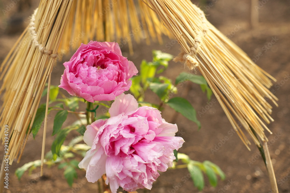 牡丹の冬支度stock Photo Adobe Stock