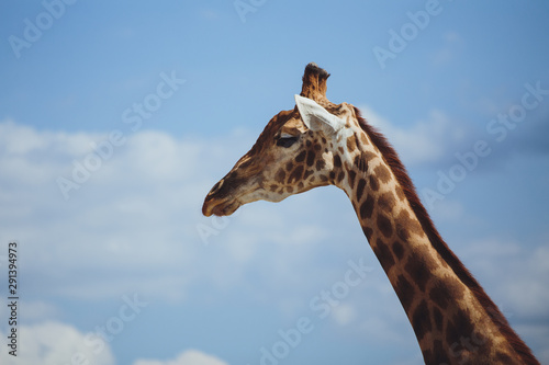 Giraffe. Giraffe head on sky background close-up