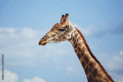 Giraffe. Giraffe head on sky background close-up