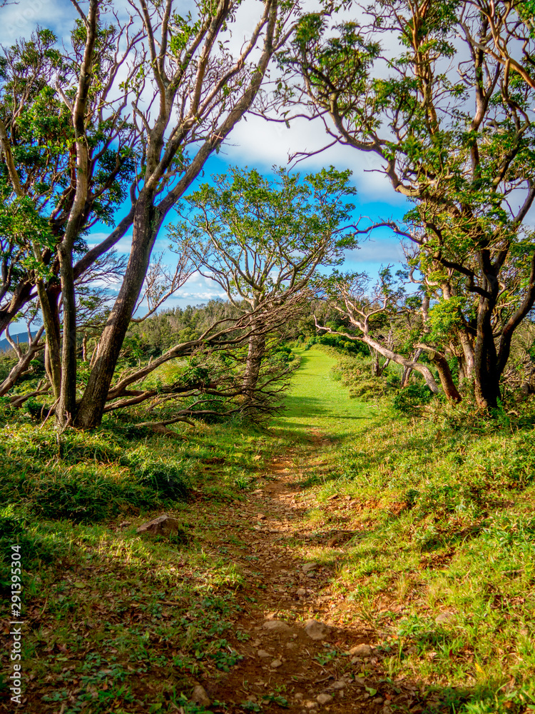 【静岡県伊豆半島】夏の高原風景【伊豆山稜線歩道・だるま山周辺】 【静岡県伊豆半島】夏の高原風景【伊豆山稜線歩道・だるま山周辺】