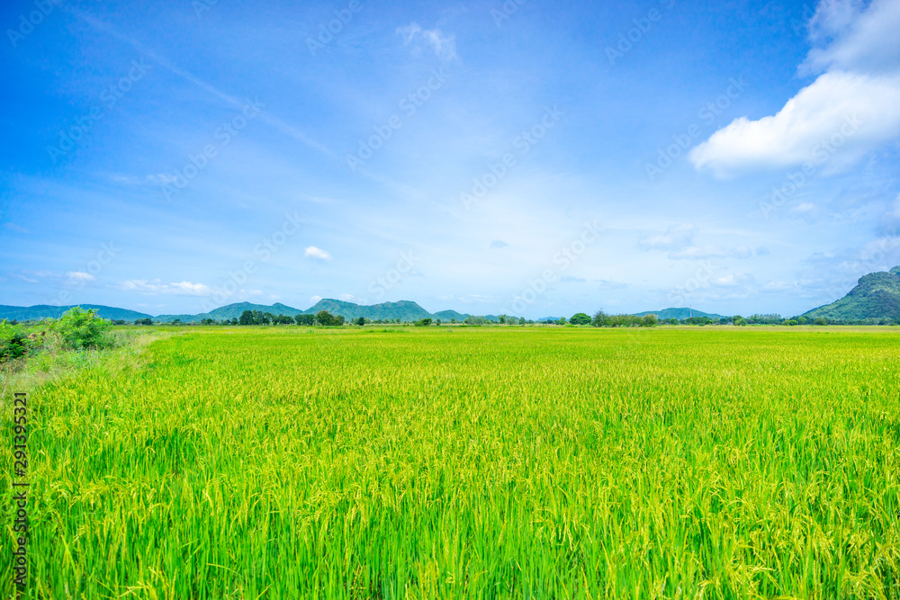 Rice field and blue sky.