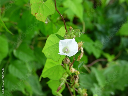 white flower