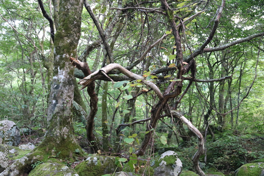 Fototapeta premium 山梨 清里 吐竜の滝 自然のオブジェ