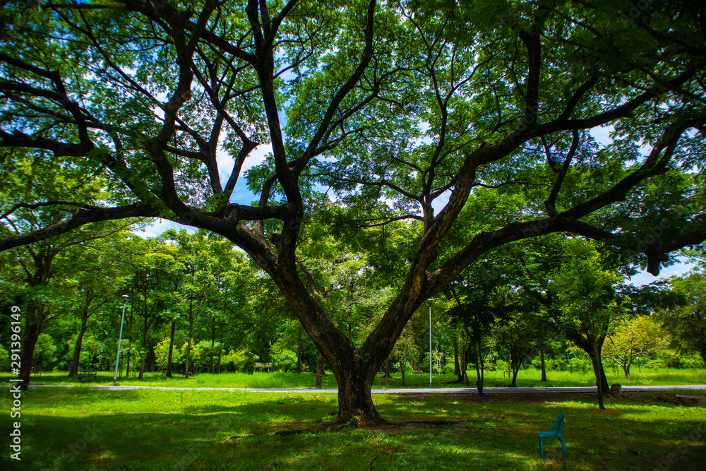 Chatuchak Raily Park is a place to relax and exercise for the general public with large shaded