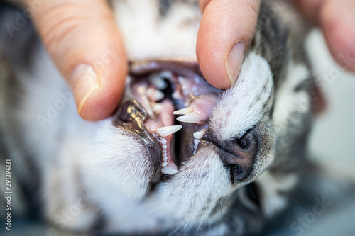 Vet examining a kitten mouth