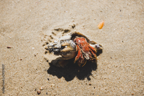 hermit crab on the sand half outside of his shell on the beach photo