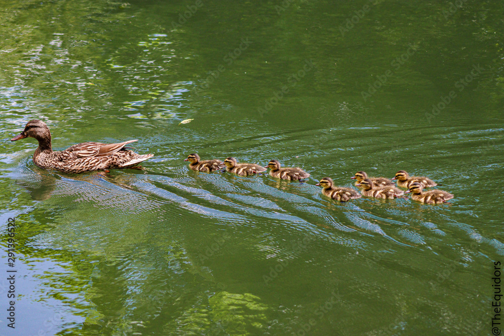 Duck Leader Duck Leader