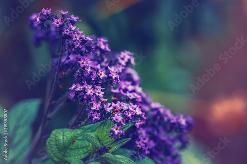 Beautiful fairy dreamy magic purple violet blue heliotropium arborescens or garden heliotrope flowers on faded blurry background. Dark art moody floral. Toned with filters in vintage style. photo