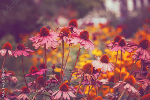 Beautiful fairy dreamy magic pink echinacea purpurea, eastern purple hedgehog coneflower flowers on faded blurry background. Dark art moody floral. Toned with filters in retro vintage style. © anoushkatoronto
