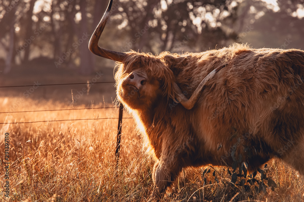 Highland cow in sunrise lit field Highland cow in sunrise lit field