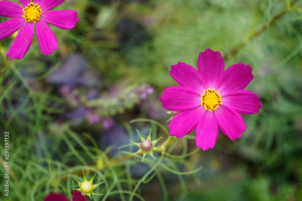 花 花