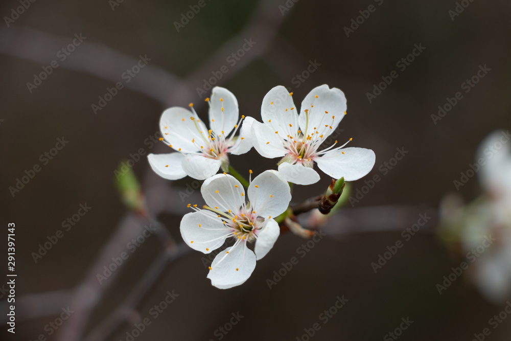 White Cherry Tree Flowers Blooming in Spring