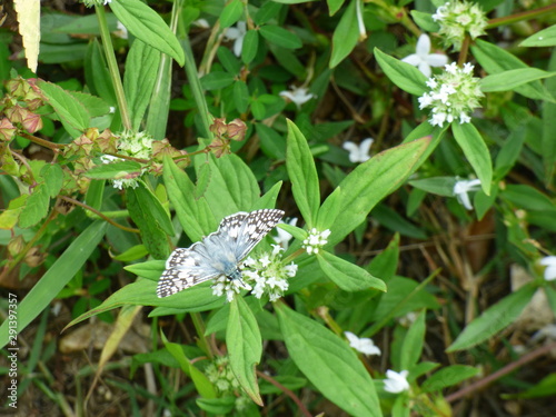 Moth on flowers