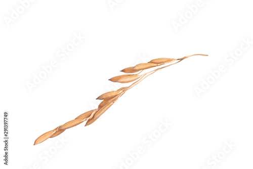 Paddy rice on white background. ears of paddy rice
