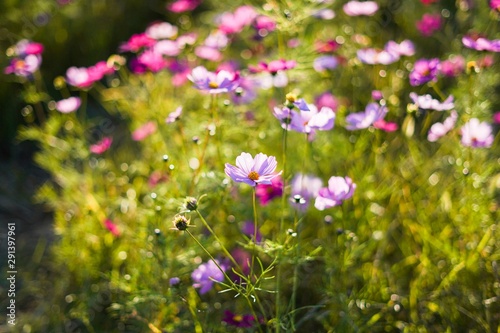 秋の綺麗な花達
