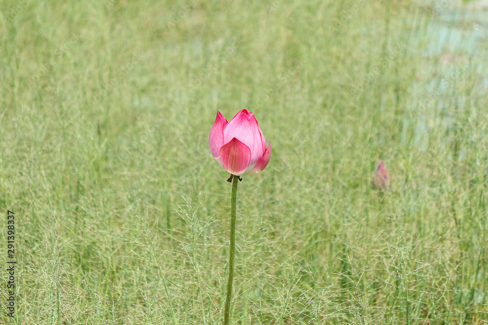 Obraz premium Pink Indian Lotus, Sacred Lotus