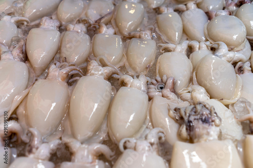 A lot of fresh squid is frozen in a container.