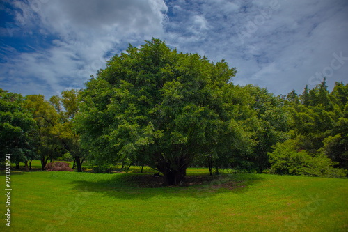 Chatuchak Railway Park is a public resting place with green trees bule sky photo