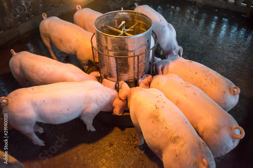 The pigs fed on the farm were eating food.