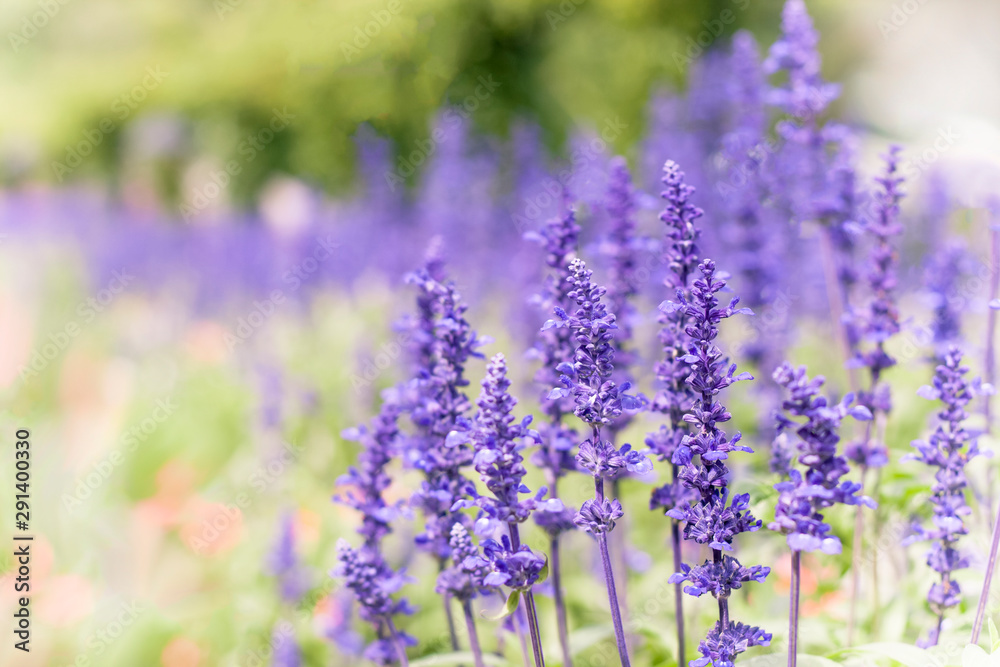 A field of lavender flower with blurry backdrop A field of lavender flower with blurry backdrop