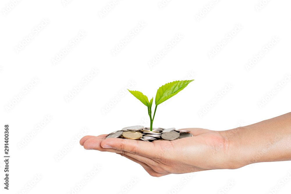 Hand holding money and plant growing in savings coins - Investment and interest concept on white background with clipping path. Hand holding money and plant growing in savings coins - Investment and interest concept on white background with clipping path.