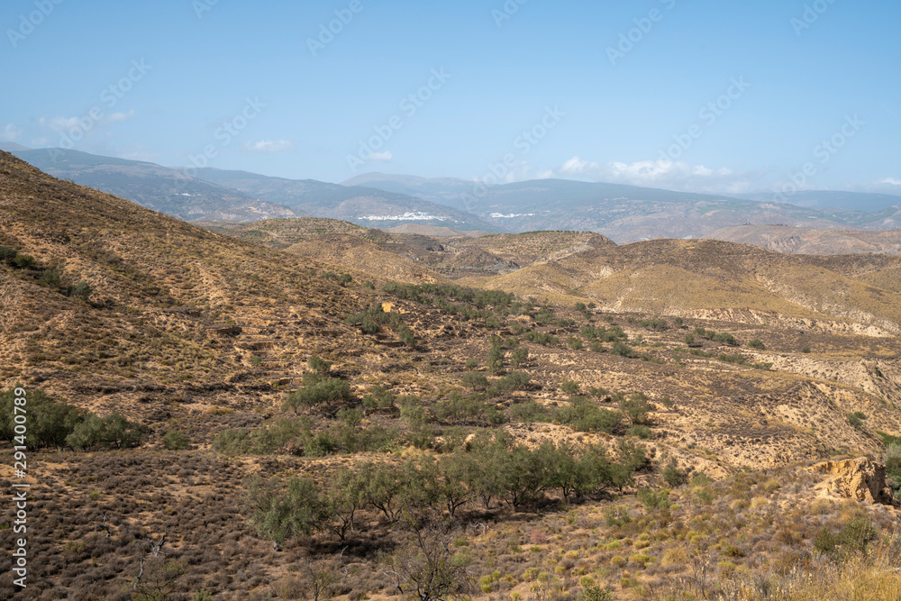 mountainous landscape with olive trees