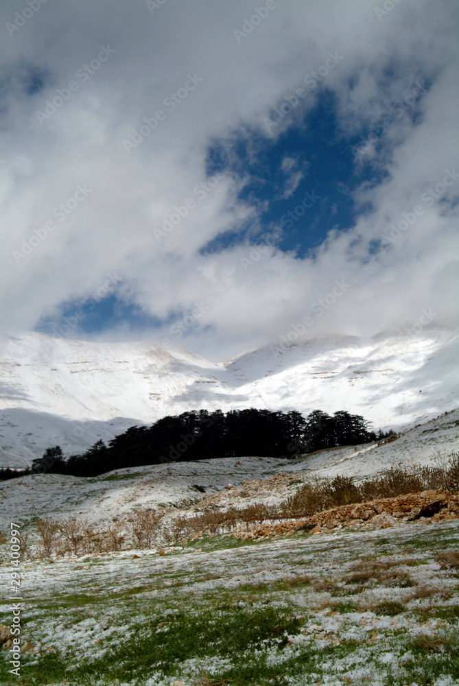 Cedars of Lebanon Sanctuary on the slopes of  Lebanon's highest peak - Qurnat as Sawda