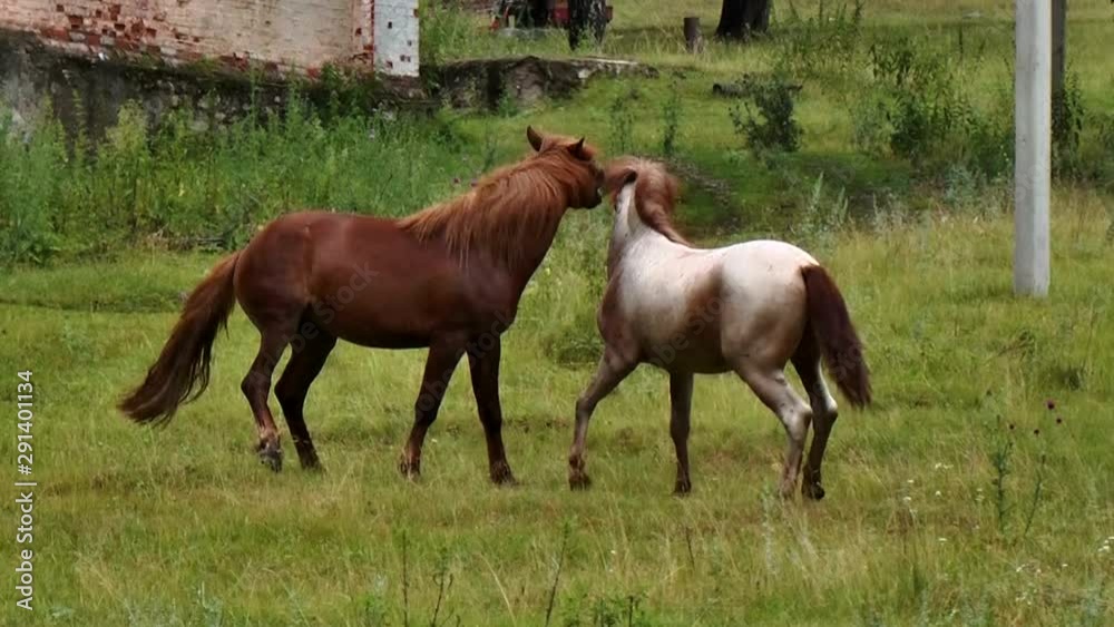 Two horses play in a meadow with each other in summer in cloudy weather_1 Two horses play in a meadow with each other in summer in cloudy weather_1