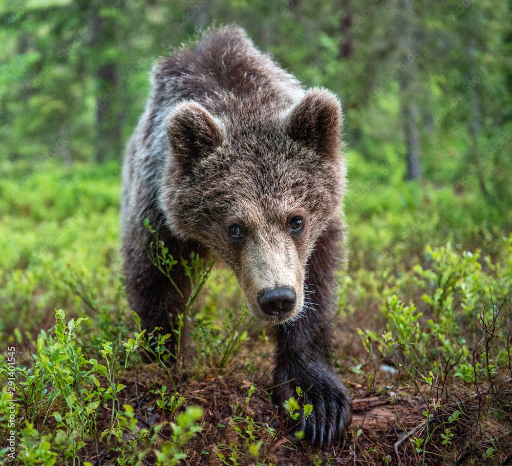 Fototapeta premium Cub of Brown Bear in the summer forest. Front view. Natural habitat. Scientific name: Ursus arctos.