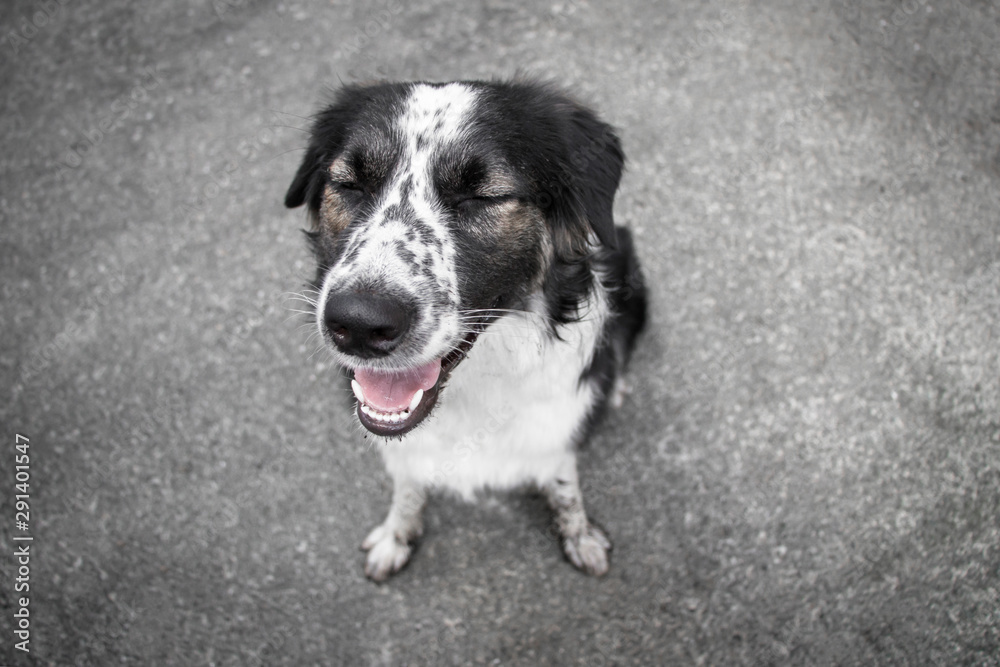 Smiling dog with closing eye - border collie