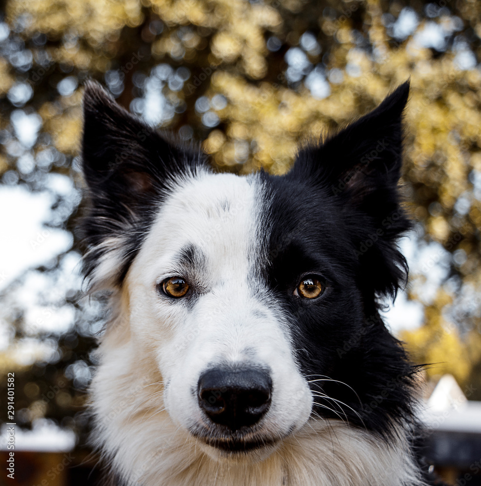 Close up of border collie dog face - half moon shape black and white