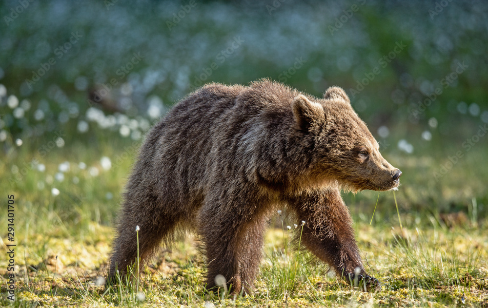 Obraz premium Brown bear cub on the swamp in sunset light. Scientific name: Ursus arctos. Natural Habitat. Summer season.