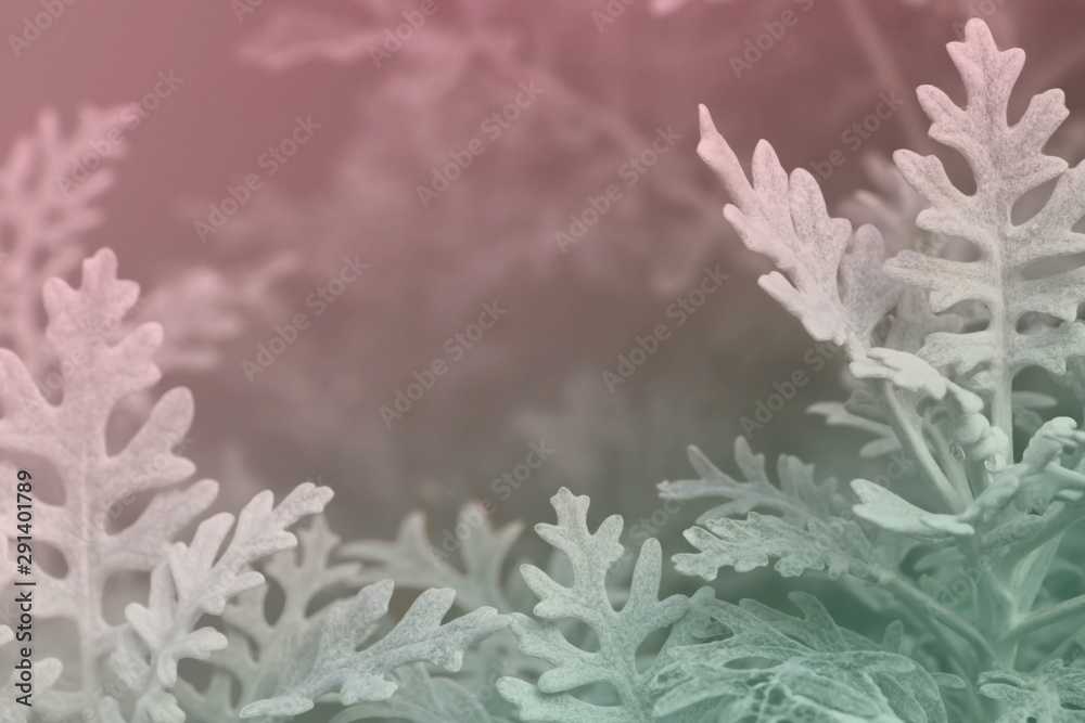Abstract close-up of dusty miller leaf (Senecio cineraria) with red green filter for christmas theme