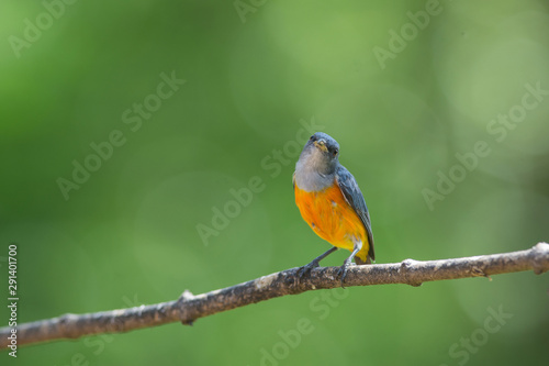 colorful bird Orange-bellied Flowerpecker © forest71