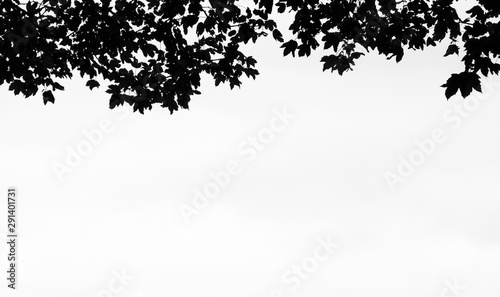 Abstract background of maple leaves silhouette