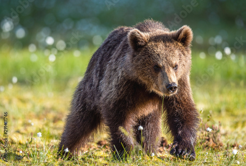 Brown bear cub on the swamp in sunset light. Scientific name: Ursus arctos. Natural Habitat. Summer season.