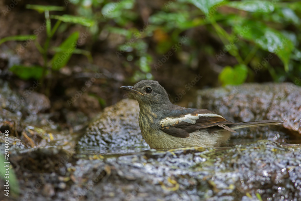 White-rumped Shama standing on a branch